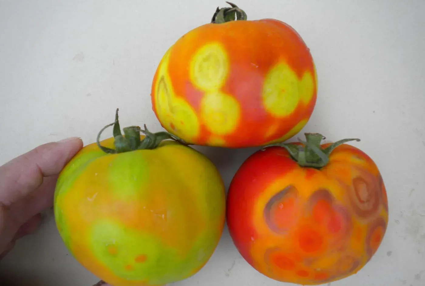 Ripening tomato fruit marked with the concentric yellow and orange ring spots typical of tomato spotted wilt.