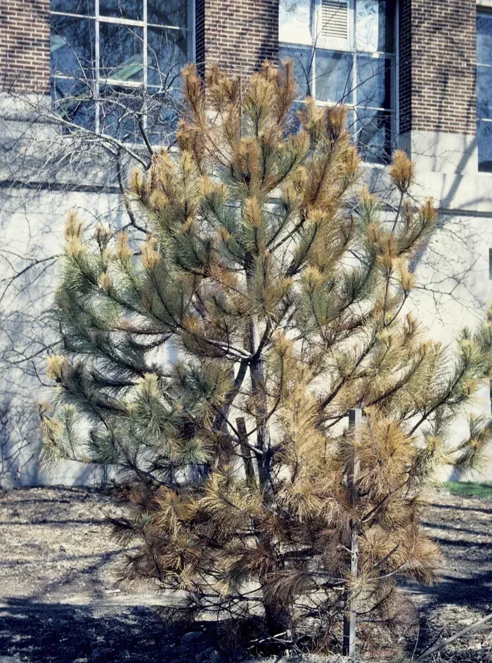 A transplanted pine turned brown over most of the crown from transplant shock.