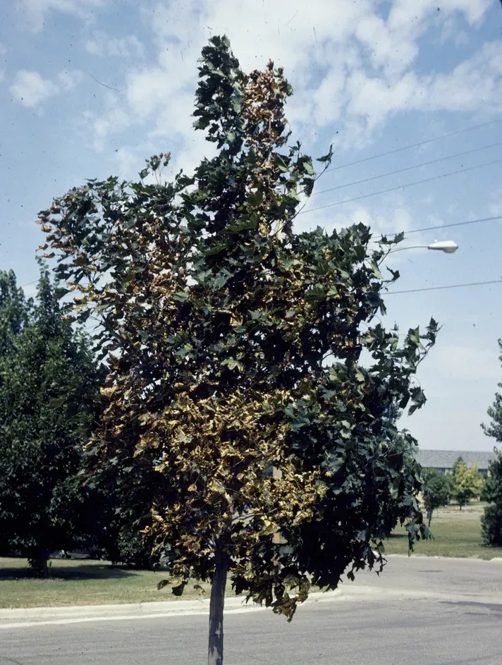 A recently planted street tree with thin, scorched, dying foliage from transplant shock.