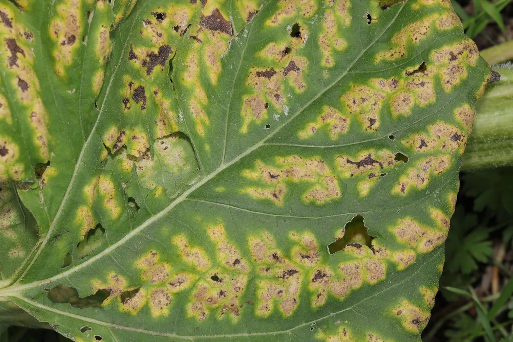 Photograph of verticillium wilt