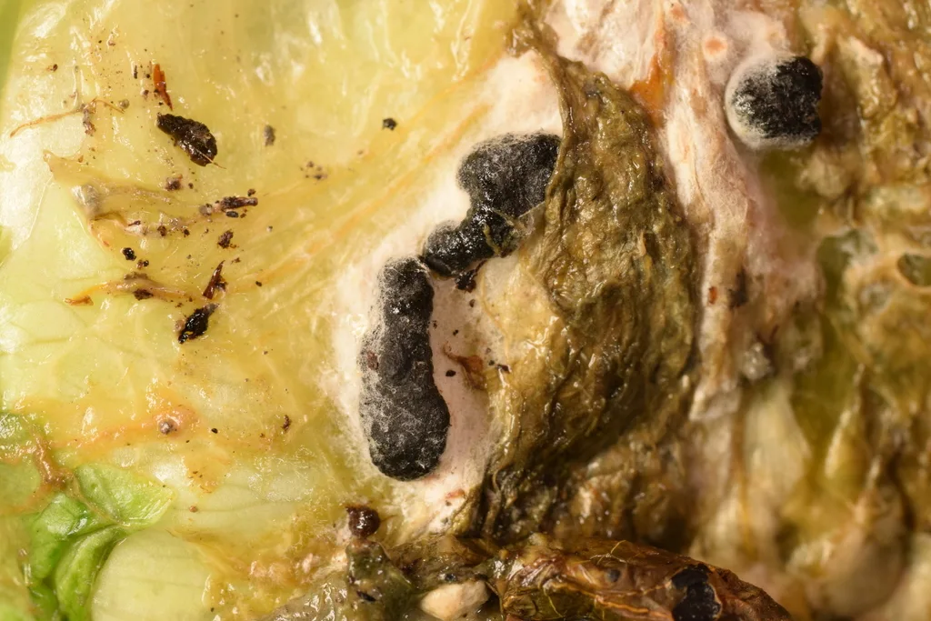 Photograph of white mold