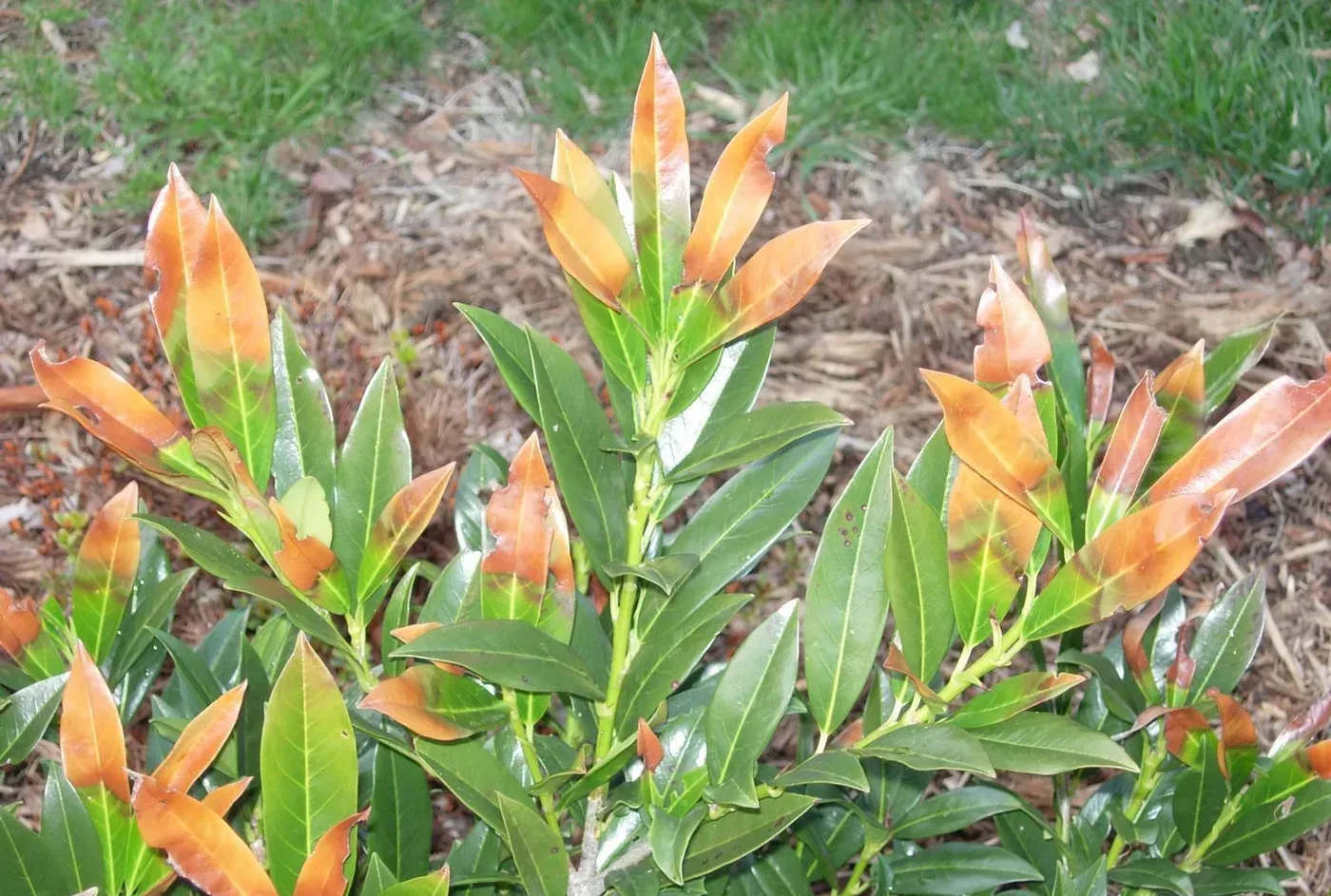A cherry laurel shrub with leaves scorched orange-brown from winter desiccation.