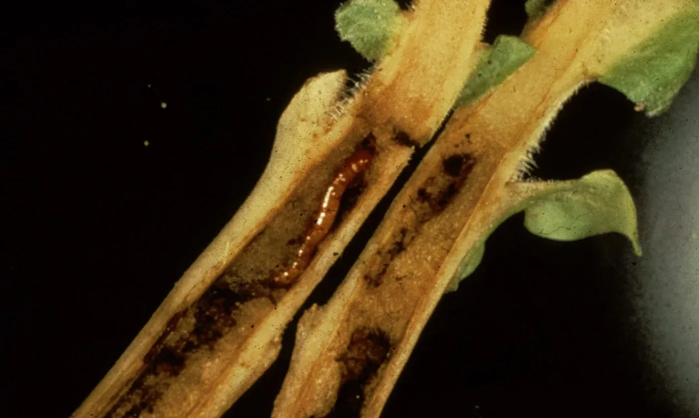 Photograph of wireworms