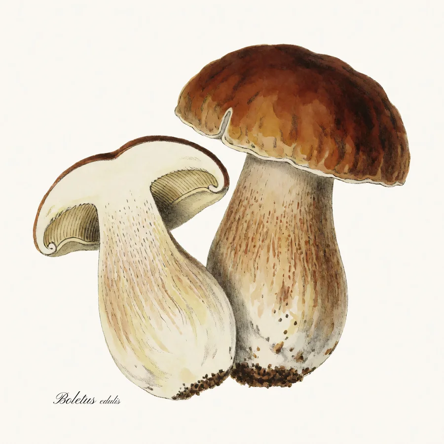Porcini artwork