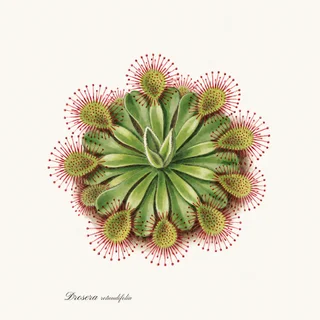 Sundew — a botanical print from the Carnivorous Plants collection, on a white background