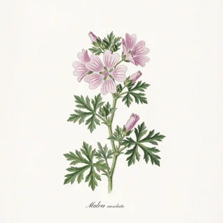 Musk Mallow — a botanical print from the Cottage Garden Vol. 2 collection, on a white background