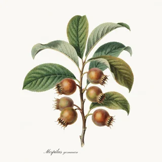Medlar — a botanical print from the Orchard Vol. 2 collection, on a white background