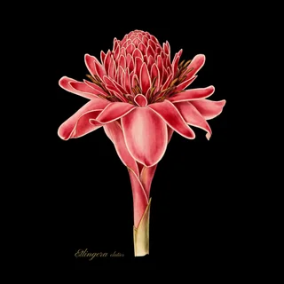 Torch Ginger — a botanical print from the Tropical Plants collection, on a black background