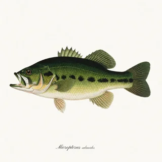 Largemouth Bass — a botanical print from the Trout & Stream collection, on a white background