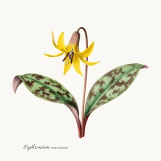 Trout Lily — a botanical print from the Woodland Flowers collection, on a white background