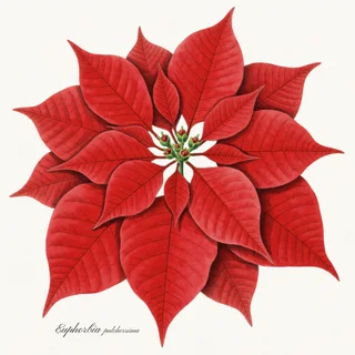 Poinsettia — a botanical print from the Christmas Botanicals collection, on a white background