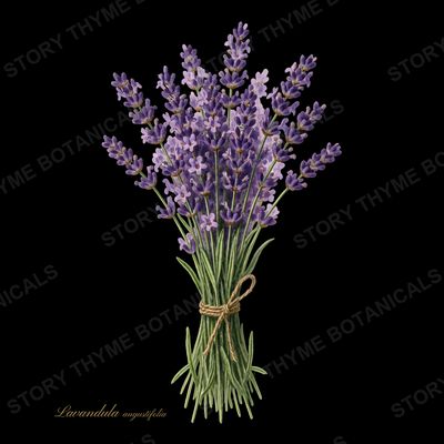 Lavender botanical print