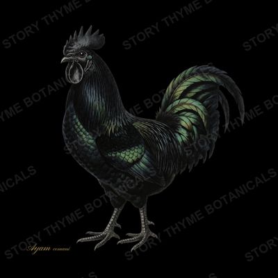 Ayam Cemani chicken print