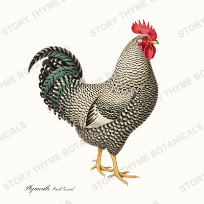 Barred Rock chicken watercolour print