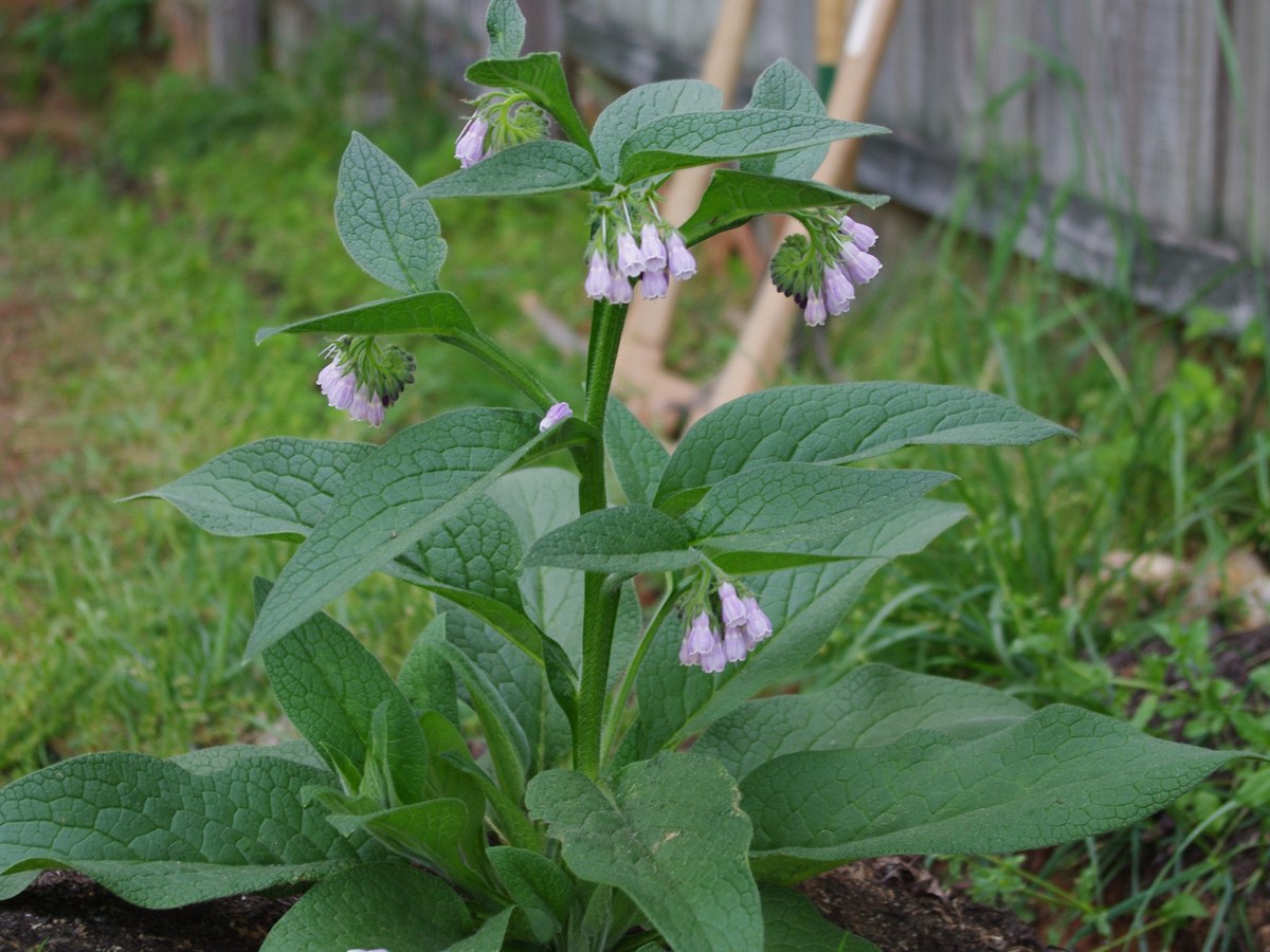 Bocking 14 comfrey root cuttings